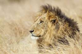 Lion Kruger national park  