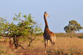 Giraffe, Kruger national park 