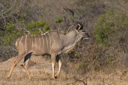 Kudu bull Kruger national park 