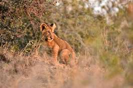 Lion Cub in Kruger 