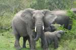 Elephants in Kruger National Park 