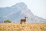 Impala mlilwane wildlife sanctuary 