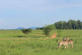 Mlilwane Zebras 