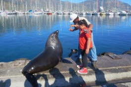 Fur Seal - Cape Peninsula Tour  by David Stanley