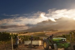 Stellenbosch wine farm, Cape Winelands Tour 
