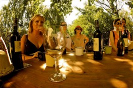 Cape Town wine tour experience 