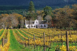 Cape wine farm tour 
