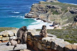 Cape Point baboons, Cape Peninsula Tour  by Raita Futo
