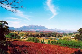 Cape Winelands Tour 