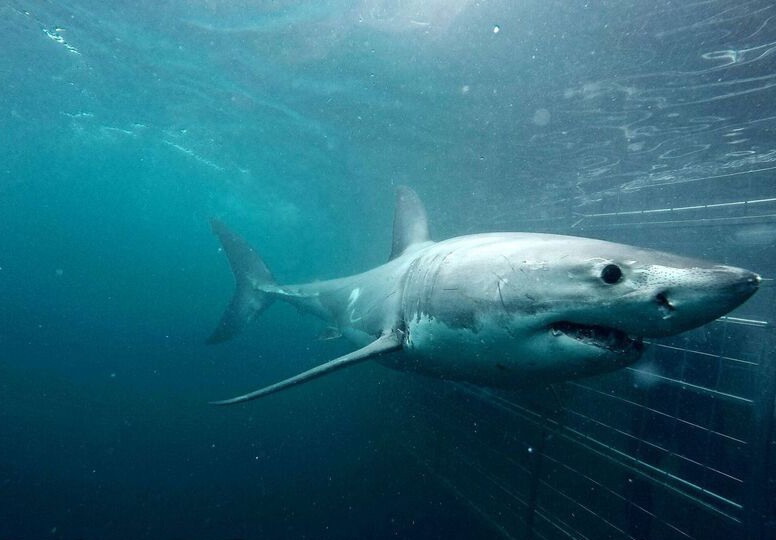 Great white shark cage diving, Cape Town