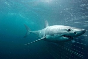 Great white shark cage diving, Cape Town