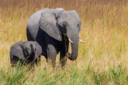 Dinare private reserve Elephants 