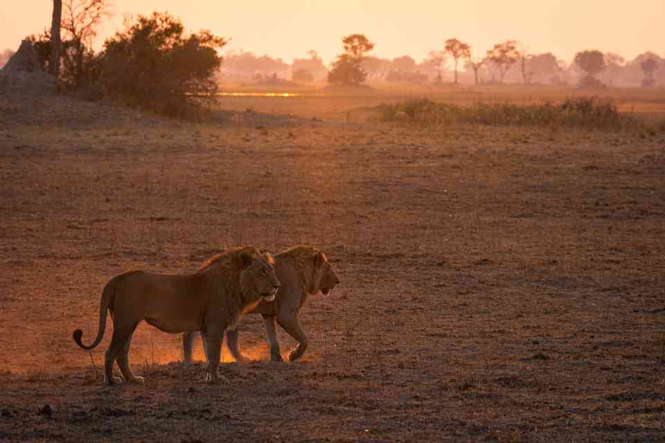 Dinare private reserve Lions