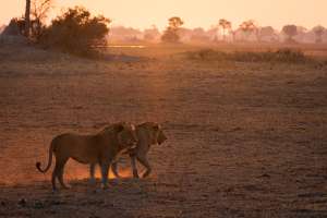 Dinare private reserve Lions