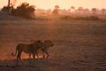 Dinare private reserve Lions 