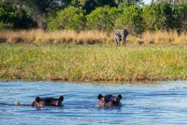 Moremi Hippos 