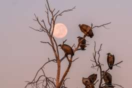 Dinare private reserve - vultures  