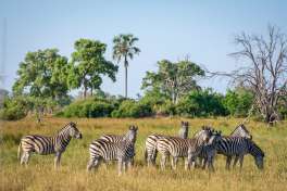 Dinare private reserve - Zebra 