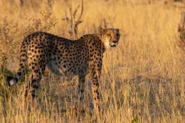 Dinare private reserve - Cheetah 