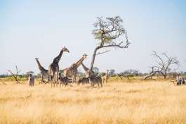 Dinare private reserve - wildlife 