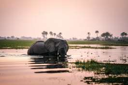 Moremi Elephant 