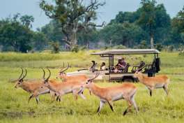 Moremi game drive and lechwe 