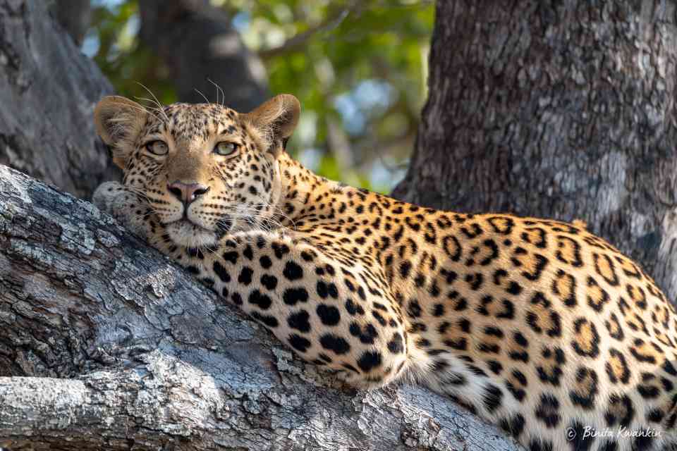Leopard Near Pom Pom camp