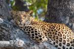 Leopard Near Pom Pom camp 