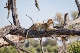 Dinare private reserve Leopard 