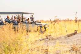 Game drive with Cheetah 