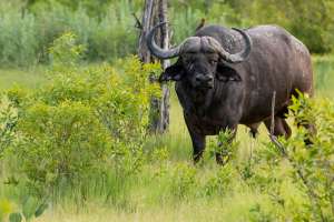 Okavango Delta Buffalo