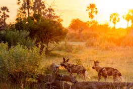 WIld dogs at sunrise 