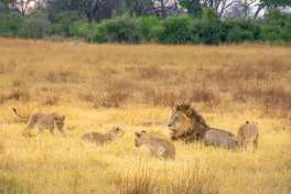 Lion family near Splash camp 