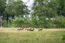 Wild dogs near 4 Rivers camp 