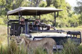 Lagoon camp - Lion in front of game drive  