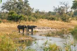 Lagoon camp Elephants 