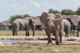 Nxai pan - Elephants by lodge 