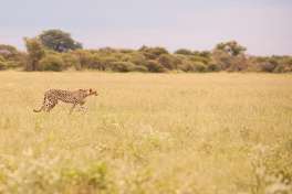 Nxai pan Cheetah 