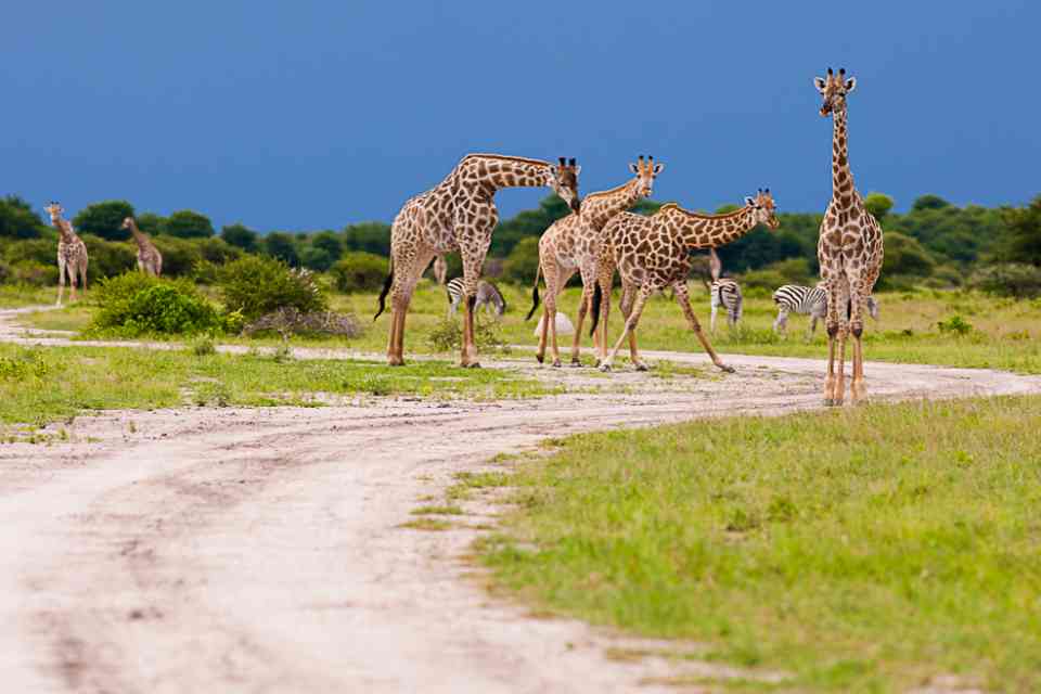 Nxai pan Giraffe and Zebra