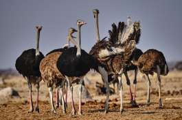 Ostriches at Nxai pan 