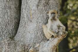 Baboon 