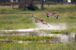 Letchwe near Lagoon Camp 