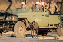 Lebala camp game drive with Wild Dog 