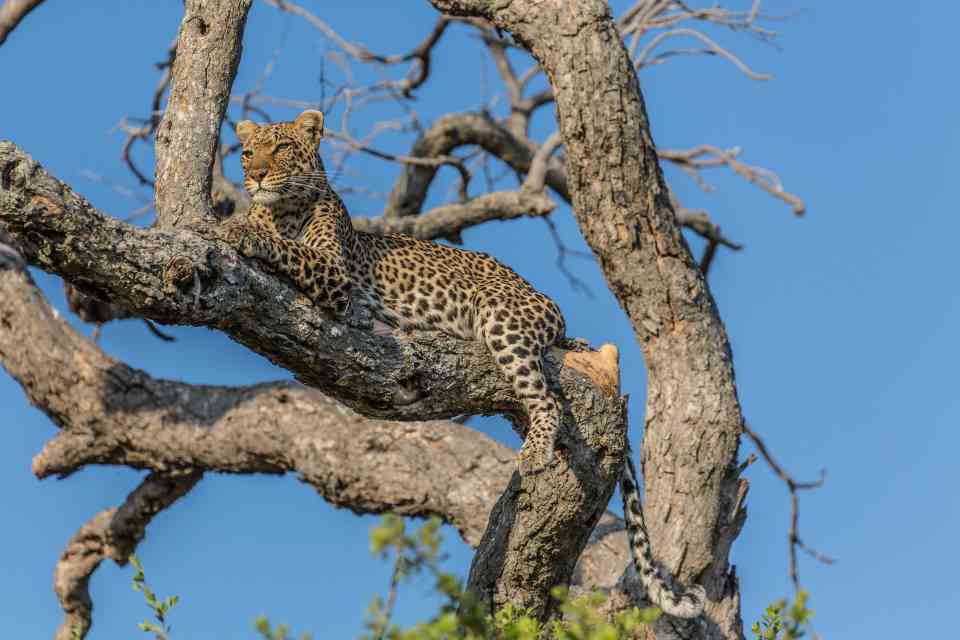 Lebala camp Leopard