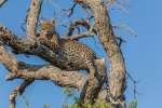 Lebala camp Leopard 