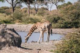 Lebala camp - Giraffe 