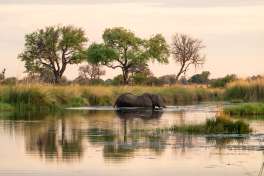 Elephant near Splash camp 