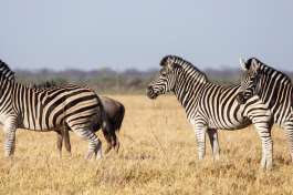 Chobe safari zebra 