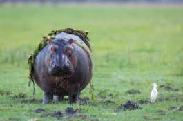 Hippo at Chobe river 