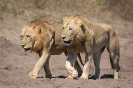 Chobe safari lions 